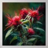 Red Bee Balm Blume Art Print Poster (Vorne)
