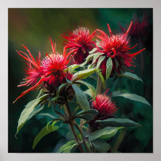 Red Bee Balm Blume Art Print Poster (Vorne)