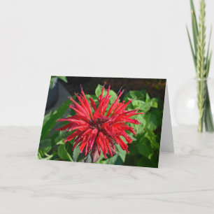 Red Bee Balm Garden Blume Leere Inside Foto Karte
