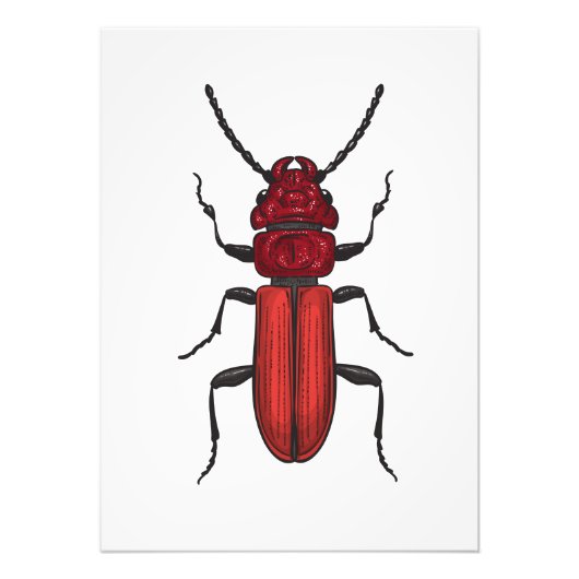 Red beetle fotodruck (Vorne)