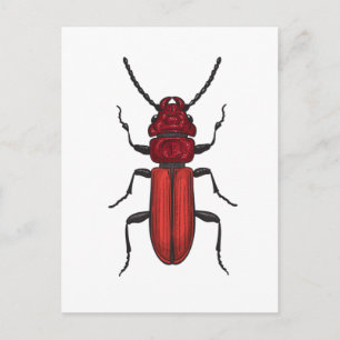 Red beetle postkarte