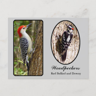 Red Bellied and Downy Woodpecker Postcard Postkarte