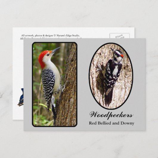 Red Bellied and Downy Woodpecker Postcard Postkarte (Vorne/Hinten)