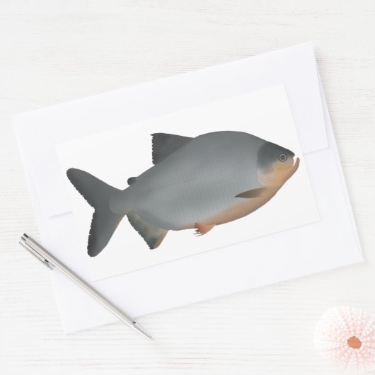 Red-bellied Pacu Rechteckiger Aufkleber (Umschlag)