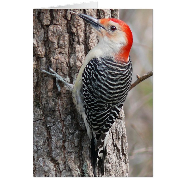 Red-Bellied Woodpecker (Vorne)
