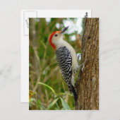Red Bellied Woodpecker Bird Postcard Postkarte (Vorne/Hinten)