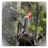 Red Bellied Woodpecker Fliese (Vorderseite)