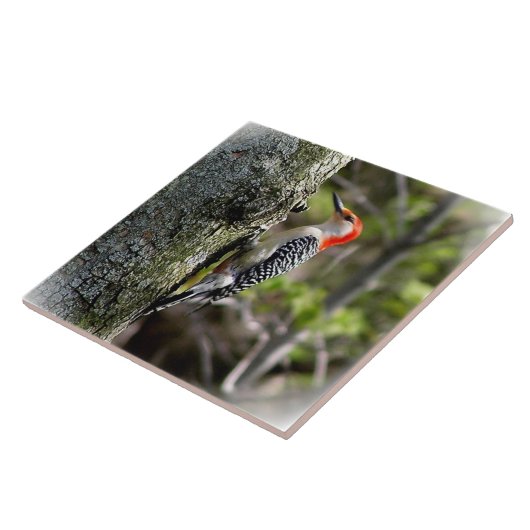 Red Bellied Woodpecker Fliese (Seite)