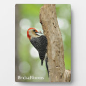 Red-Bellied Woodpecker Fotoplatte (Vorderseite)