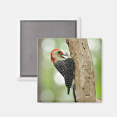 Red-Bellied Woodpecker Magnet (Vorderseite/Rückseite)