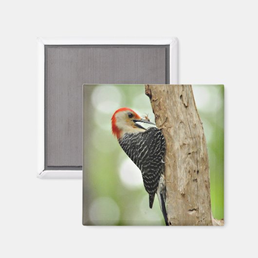 Red-Bellied Woodpecker Magnet (Vorderseite/Rückseite)