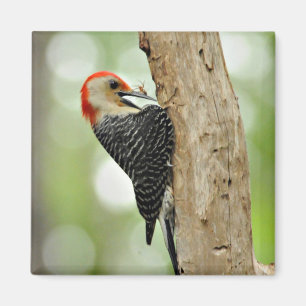Red-Bellied Woodpecker Magnet