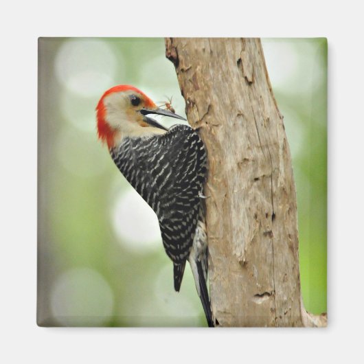 Red-Bellied Woodpecker Magnet (Vorne)