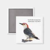Red-Bellied Woodpecker Magnet (Vorderseite/Rückseite)