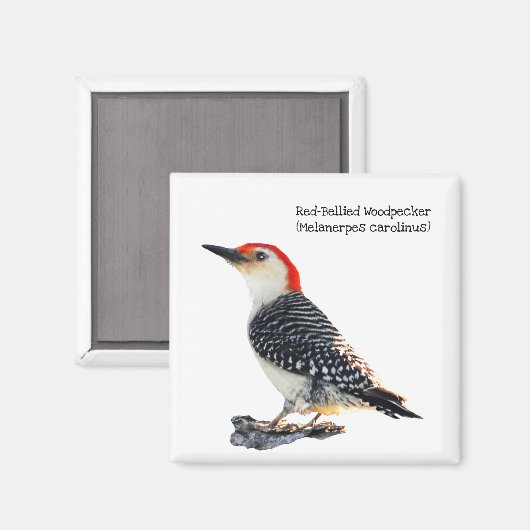 Red-Bellied Woodpecker Magnet (Vorderseite/Rückseite)