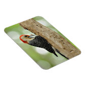 Red-Bellied Woodpecker Magnet (Rechte Seite)