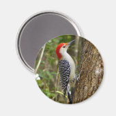 Red Bellied Woodpecker Magnet (Vorderseite/Rückseite)