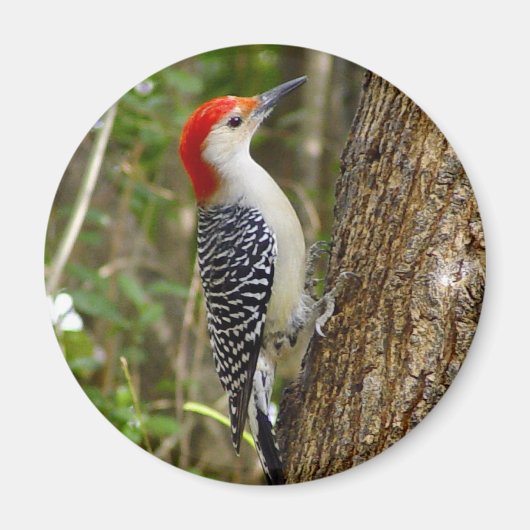 Red Bellied Woodpecker Magnet (Vorne)
