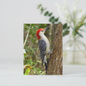 Red Bellied Woodpecker Postcard Postkarte (Stehend Vorderseite)