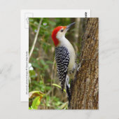 Red Bellied Woodpecker Postcard Postkarte (Vorne/Hinten)