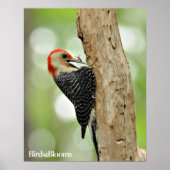 Red-Bellied Woodpecker Poster (Vorne)