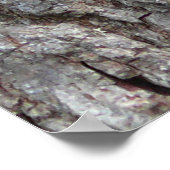 Red-Bellied Woodpecker Poster (Ecke)