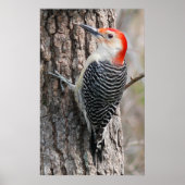 Red-Bellied Woodpecker Poster (Vorne)