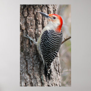 Red-Bellied Woodpecker Poster