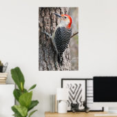 Red-Bellied Woodpecker Poster (Heimbüro)