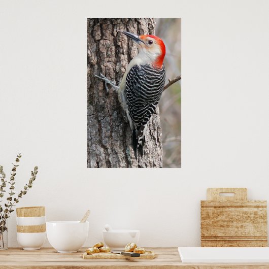 Red-Bellied Woodpecker Poster (Küche)