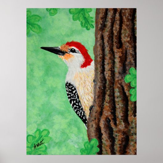 Red Bellied Woodpecker Poster (Vorne)