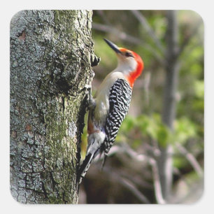 Red Bellied Woodpecker Quadratischer Aufkleber