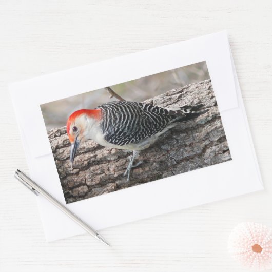 Red-Bellied Woodpecker Rechteckiger Aufkleber (Umschlag)