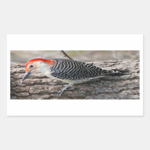 Red-Bellied Woodpecker Rechteckiger Aufkleber