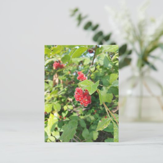 Red Berries Blank Card Postkarte (Stehend Vorderseite)