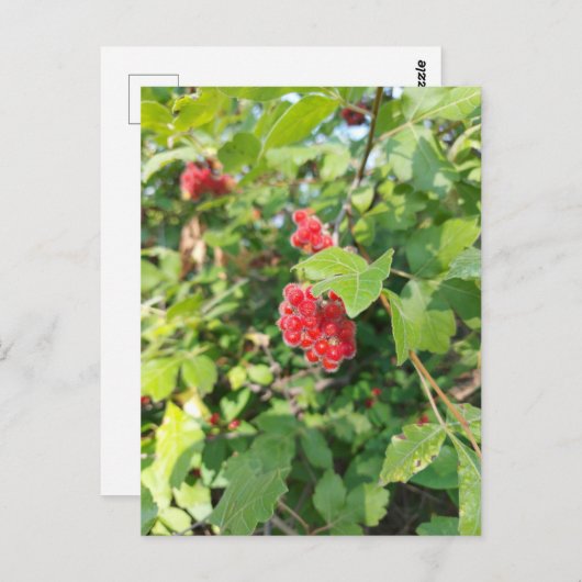 Red Berries Blank Card Postkarte (Vorne/Hinten)