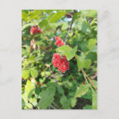Red Berries Blank Card Postkarte (Vorderseite)