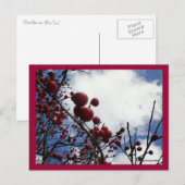 Red Berries, Blue Sky Postkarte (Vorne/Hinten)