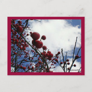 Red Berries, Blue Sky Postkarte