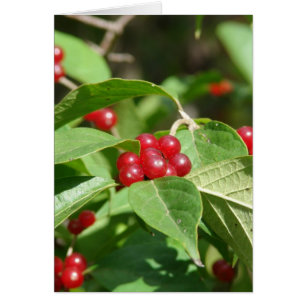 Red Berries Frohe Weihnachten