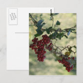 Red Berries Postcard Postkarte (Vorne/Hinten)