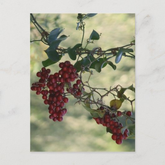 Red Berries Postcard Postkarte (Vorderseite)