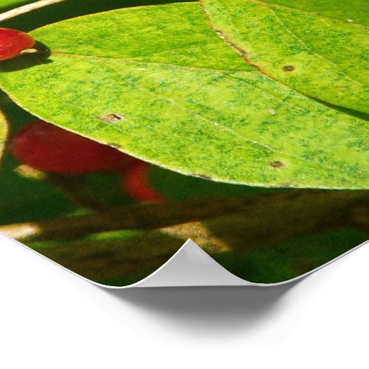 Red Berries Poster (Ecke)