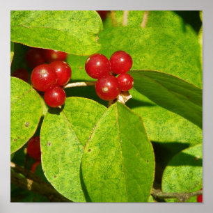 Red Berries Poster