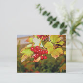 Red Berries Viburnum Guelder Rose Postkarte (Stehend Vorderseite)