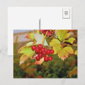 Red Berries Viburnum Guelder Rose Postkarte (Vorne/Hinten)