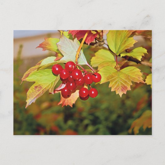 Red Berries Viburnum Guelder Rose Postkarte (Vorderseite)