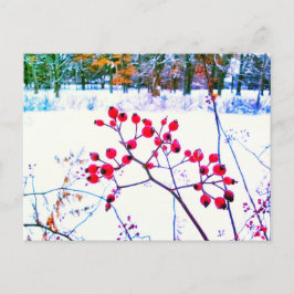RED BERRIES WINTER POSTCARD FEIERTAGSPOSTKARTE