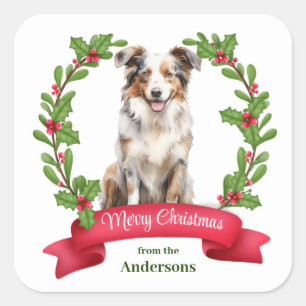 Red Berry Holly Banner Australian Shepherd Holiday Quadratischer Aufkleber