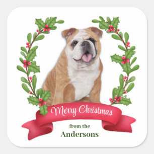 Red Berry Holly Banner Bulldog Weihnachten Quadratischer Aufkleber